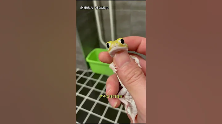 你们先生都养哪里啊#爬宠日常 #瘤尾守宫 - 天天要闻