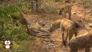 Seekor Macan Tutul Tak Berdaya Saat di Kepung Gerombolan Hyena