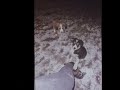 sadly the kittens ran away ]:#dog #kittens #fypシ 