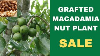 Grafted macadamia nuts plants Most expensive nuts in the world macadamianuts gra