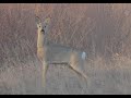 Сибирская косуля в апреле. Tierwelt. Sibirische Rehe. Animal world. A lot of Siberian roe deer.