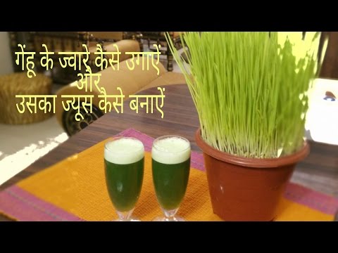 वीडियो: जीरियम कैसे उगाएं