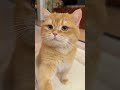 POV: You Live With The Cutest Orange Cat 🍊🥺 #shorts