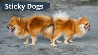 Why do dogs stay stuck together after mating? Understanding the stages of dog breeding. by Love For Animals 113 views 1 year ago 1 minute, 33 seconds
