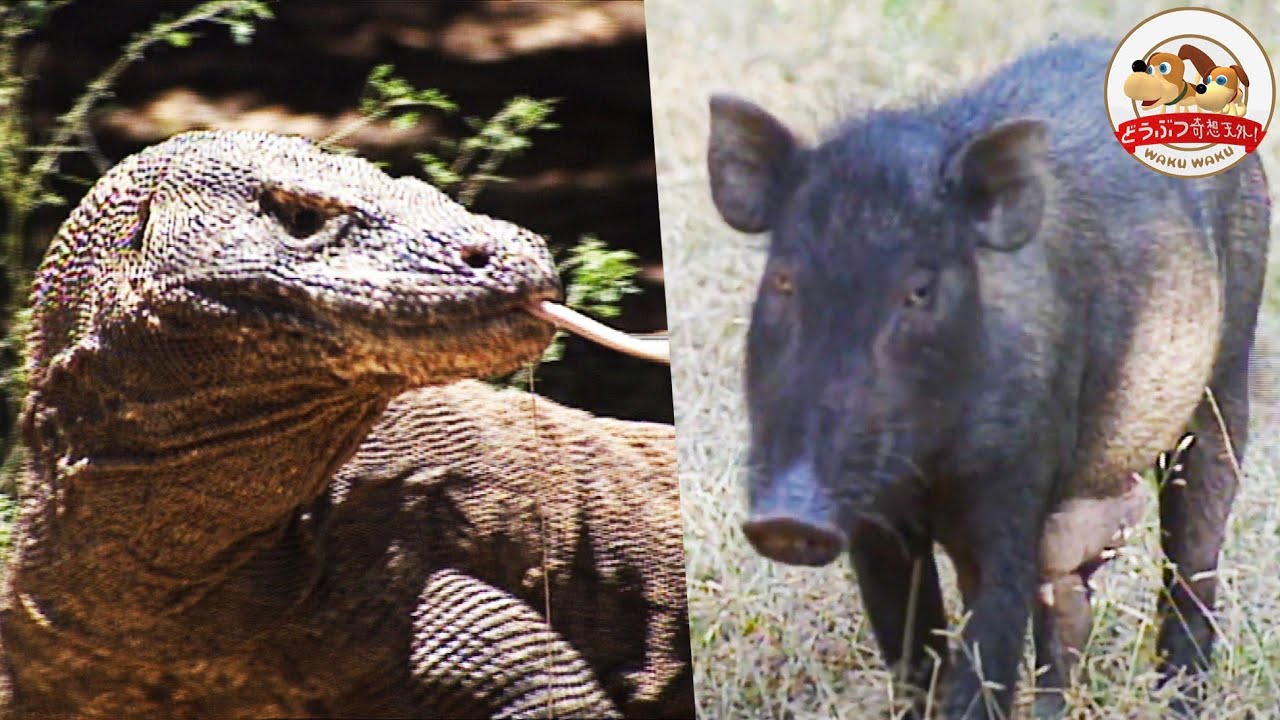 前代未聞 コモドオオトカゲと凶暴な野ブタが獲物を取り合う 千石先生も大興奮の対決の行方は どうぶつ奇想天外 Wakuwaku Youtube