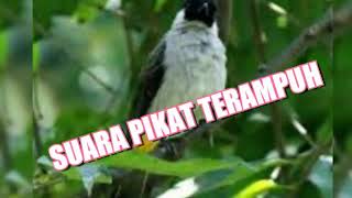 SUARA PIKAT TERBARU, TERAMPUH 2019