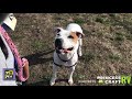 Hey Girl...it's Oliver at the Williamson County Regional Animal Shelter