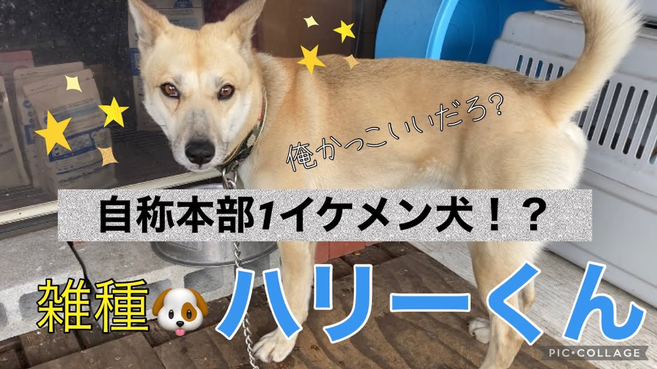 保護犬 本部1イケメン 元気いっぱいのハリーくん Youtube