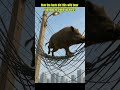 How the heck did this wild boar manage to climb up here? #hogger #animalplanetvibes