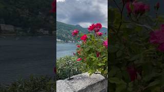 Isola Madre #shortsvideo #shorts #fypシ #fyp #italy #summervacation #islamadre #italia #youtubeshorts