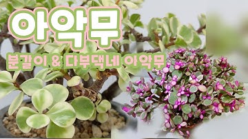 아악무 Jacobsen  분갈이& 다부댁네 아악무 이야기 Korean succulent plants #다육이를부탁해