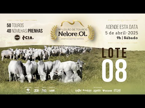 LOTE 8 - V90521 - 18º LEILÃO DE TOUROS NELORE OL