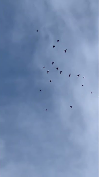 High Quality Roller Pigeons