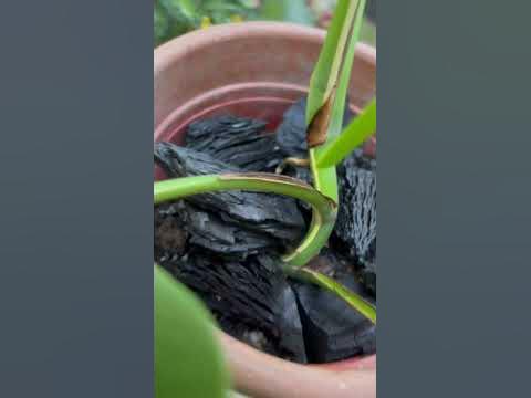 Monstera Albo Cutting 