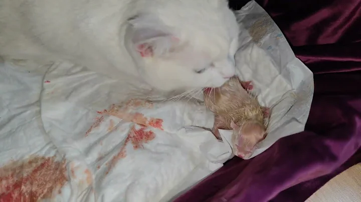 Watch the video about The Angora cat is giving birth five Scotish kittens.