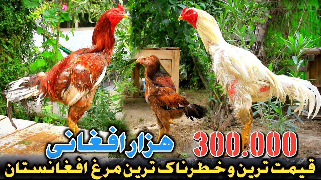 300،000 هزار افغانی قیمت ترین مرغ کابل|شوق برای همه|Afghanistan more expensive and dangerous chicken