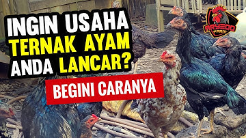 7 POIN PENTING Cara MELANCARKAN USAHA Ternak AYAM | Pemula Wajib Tahu!