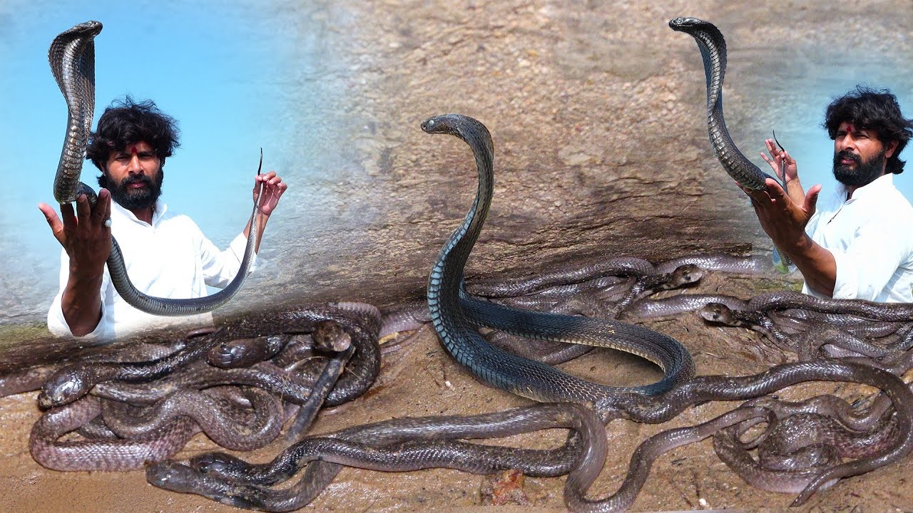 खतरों से भरा मंजर जब एक ही कुएं में बेबी कोबरा और मादा कोबरा सांप पाए गए, फिर क्या हुआ।👀😱 