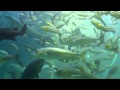 しゅりの里　足摺海洋館に行きました！ の動画、YouTube動画。