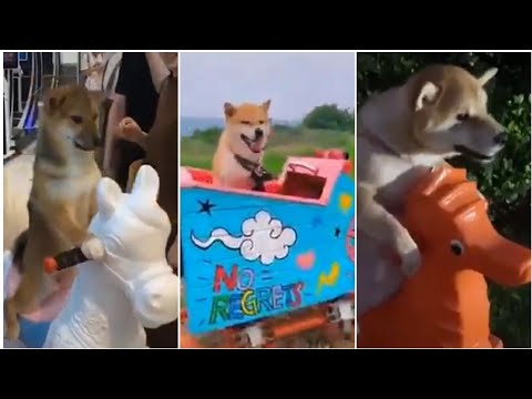 funny dog playing ferris wheel 🤣🤣 #CuteDogs #SmartDogs Funnydog