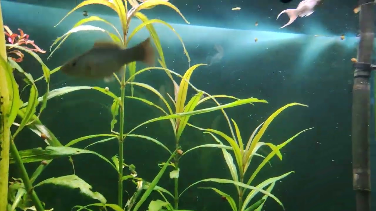 Мой аквариум 300 литров после более чем месяца без ухода. 01.07.2025