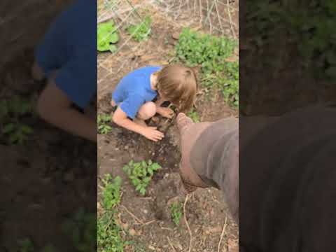 Gardening with my 6 year old!