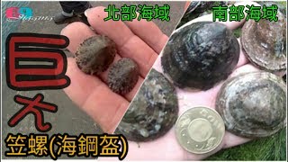 [挖挖樂] 南部超巨大笠螺(海鋼盔)挖掘與料理201802台灣69J ... 