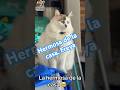 La hermosa de la casa 🐾🤍 #peluqueríacanina #superpet #catlovers