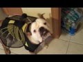 English Bulldog in his Bumble Bee Costume!