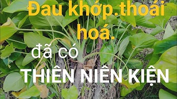 Thiên linh kiện vị thuốc chữa bệnh đau nhức xương khớp thoái hóa đau lưng .đt .0384434193.