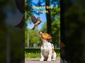 “A Tiny Dog, A Broken Wing, A Big Heart 🐶🐦💔➡️❤️#happynewyear #avengers #hulk #shortsfeed  # viral
