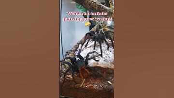 GBB Pairing Gone Wrong! #tarantula #mindyourfingers #spider #arachnids #tarantulabreeding #breeding
