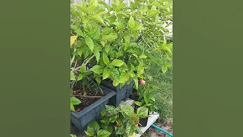 First Garden Video