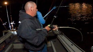A Monster Nighttime Flathead Catfish (Ohio River)