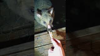 brush tail possum