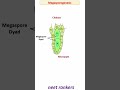 Megasporogenesis class 12 with Animation #neet_rankers #neetbiology #ncert_biology #neetmotivation