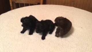 Bolonka puppies Bolonka puppies