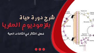 شرح دورة حياة بلازموديوم الملاريا | ظاهرة تعاقب الاجيال | احياء الصف الثالث الثانوي