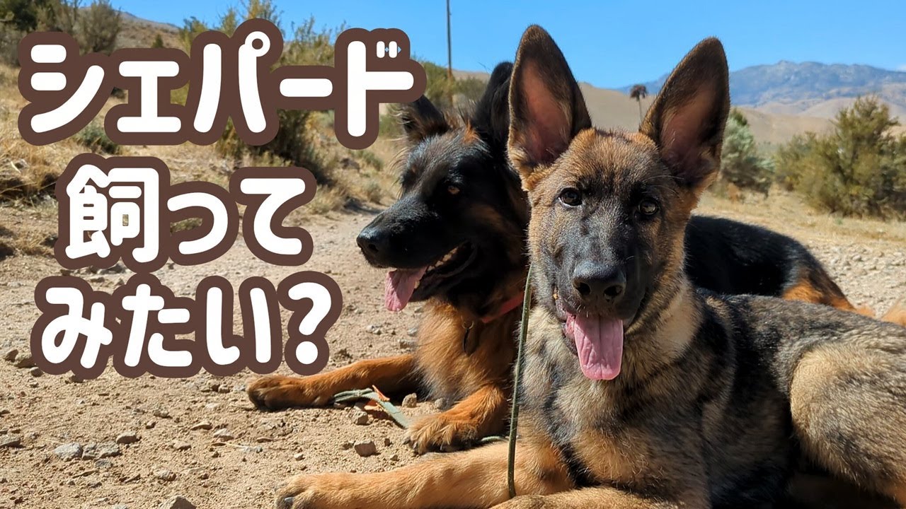 【ジャーマンシェパード】飼う前のイメージトレーニングは、しつこいぐらいが良い！