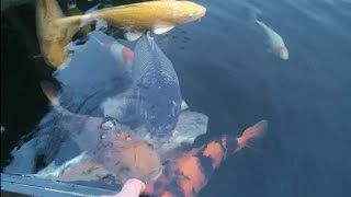 Water quality - Profi Drum Eco 45/40 #shorts