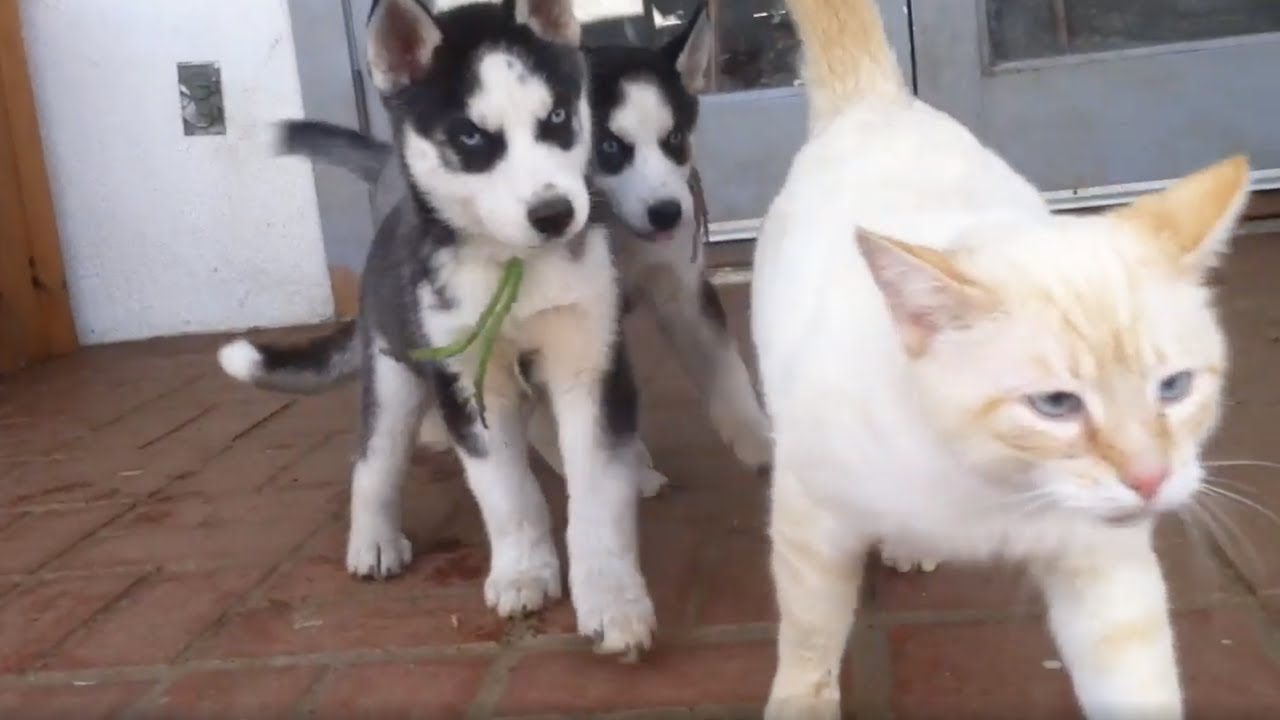 Husky Puppies Play with Cat - YouTube