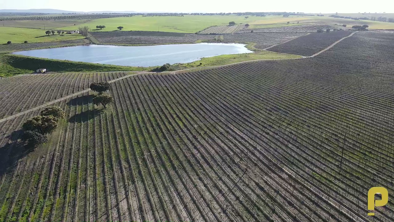 Herdade de 180 Hectares em Fronteira , Portalegre c/ Vinha