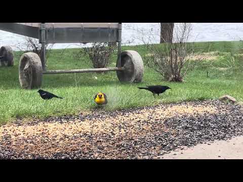 Videó: Vonulnak a sárgafejű feketerigók?
