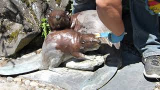 How to clean and restore an outdoor bronze sculpture Pt3