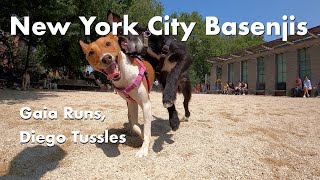 Gaia Runs, Diego Tussles - New York City Basenji Meetup - 21 May 2023 by New York City Basenjis 477 views 11 months ago 2 minutes, 55 seconds