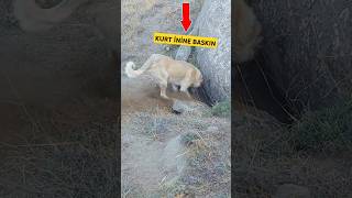 Kangal Kurt İnine Baskın Yaptı