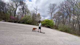 Rusty the golden - second heel session all off leash by Julie's K9 Academy 17 views 2 days ago 2 minutes, 3 seconds