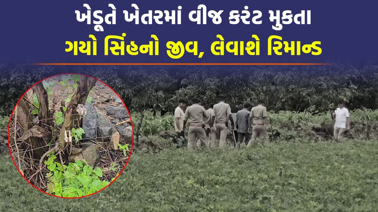 Gir Somnath ના ખેડૂતને ભારે પડશે ખેતરમાં વીજ કરંટ મુકવોઃ સિંહના મૃતદેહનો મામલો | Gujarati News