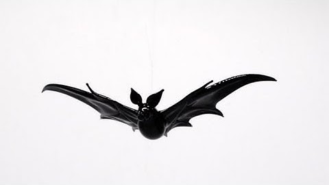 Glass Bat