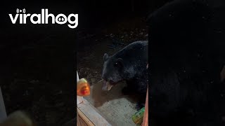 Black Bear Obeys Woman's Request || ViralHog